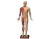Fourteen Channel Acupuncture Manikin