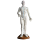 Human Acupuncture Manikin
