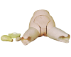 Advanced Fundus of Uterus Examination and Evaluation Model