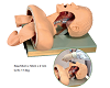 Airway Intubation Simulator